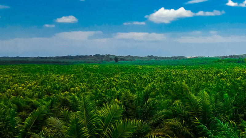 Palm Oil Sector Records High VAT Overpayment Exposure, UI Study Finds