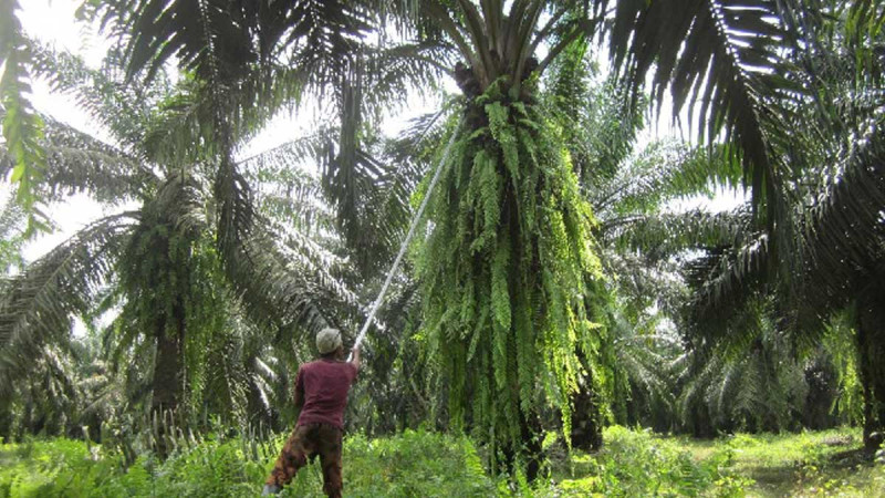 Palm Oil Companies Urged to Detect Early Signs of Harvester Turnover