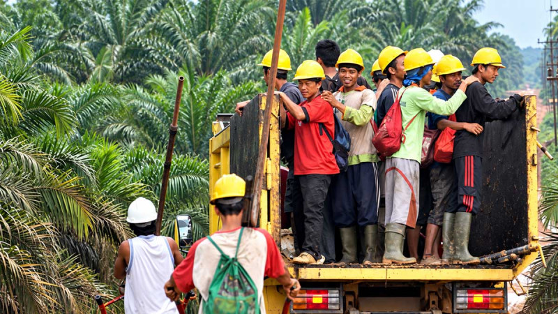 Palm Oil Labor Protection Takes Center Stage in Indonesia Employment Bill Debate