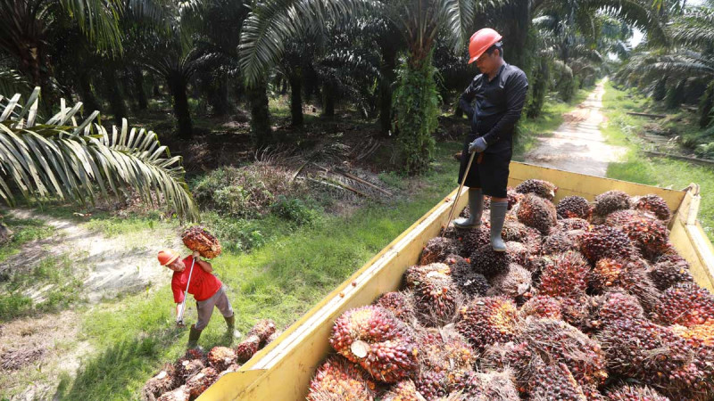 Palm Oil Plantation Supervisors Play Key Role in Harvester Retention