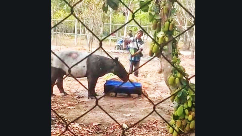 Female Sumatran Tapir Rescued from Drainage Canal at Palm Oil Plantation in Mesuji
